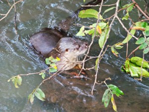 Nutria - Parque Nacional Iguazu