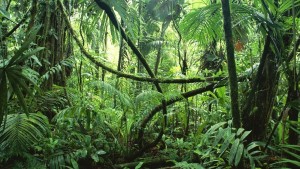 Bosque Tropical Corcovado