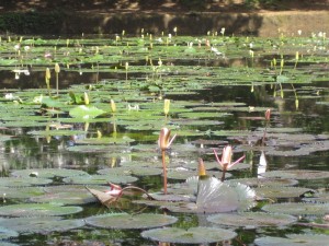 Lago jardín botánico de Medellín