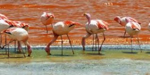 laguna colorada