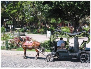 horse-and-carriage-in-front-of-parque-central-large