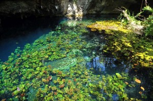 A casi 4 kilómetros de Tulum, en dirección a los yacimientos de Cobá, es el cenote más célebre de esta parte del país. Posee una característica forma de media luna y es apto para todos, ya que consta de zonas poco profundas en las que podrás disfrutar de la práctica del snorkel sin dificultades. Igualmente se puede bucear en otras zonas con profundidades hasta los diez metros, una característica a tener en cuenta si eres experto buceador. Existen buenas instalaciones, que incluye el aparcamiento para automóviles y el alquiler de equipos de buceo. Sus aguas transparentes alternan una fantástica experiencia, tanto a cielo abierto como en zonas techadas por estalactitas.