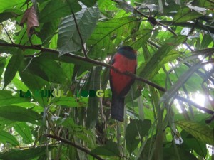 Ave Trogon-Puerto Viejo Limon-Costa Rica