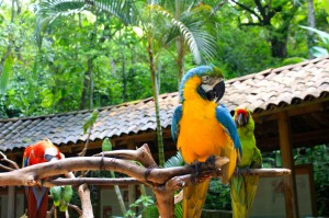 Macaw Mountain