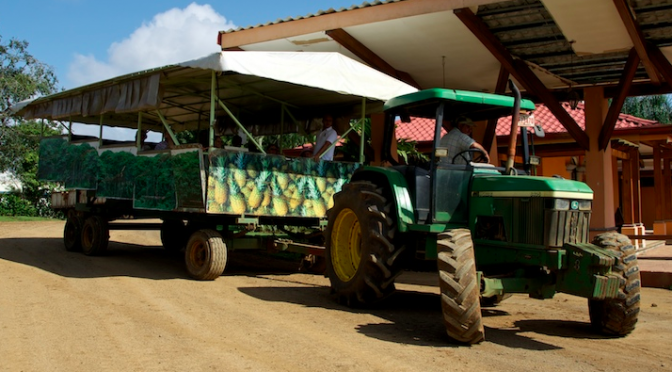 Piña tica está a un paso para ser exportada a China
