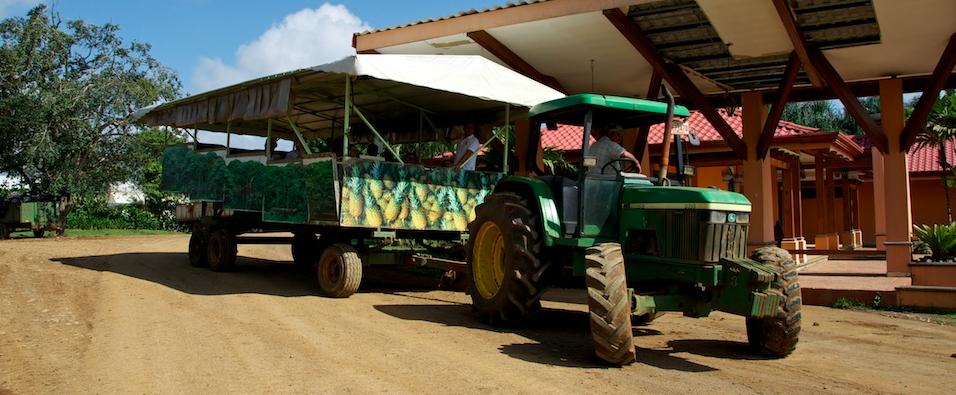 Piña tica está a un paso para ser exportada a China - Bienvenidos a ...