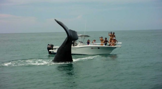 Ballenas Costa Rica