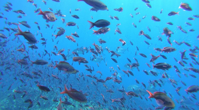 Isla del Cano, Pacifico Sur, Costa Rica