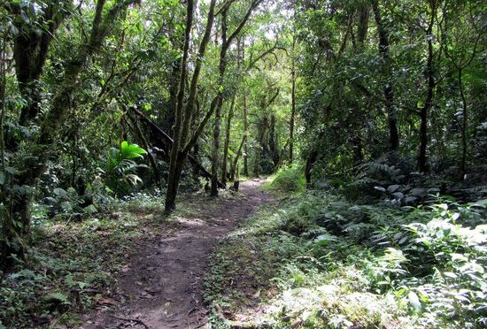 Sendero Los Quetzales