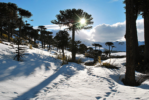 Centro de ski Caviahue