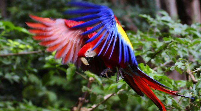 Primera liberación de guacamaya roja hondureña fuera del parque maya de Copán