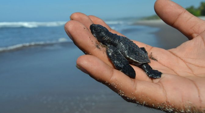 LIBERACION DE TORTUGAS