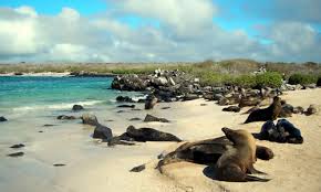 Isla Santa Fé