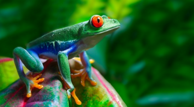 Parque Nacional Carara
