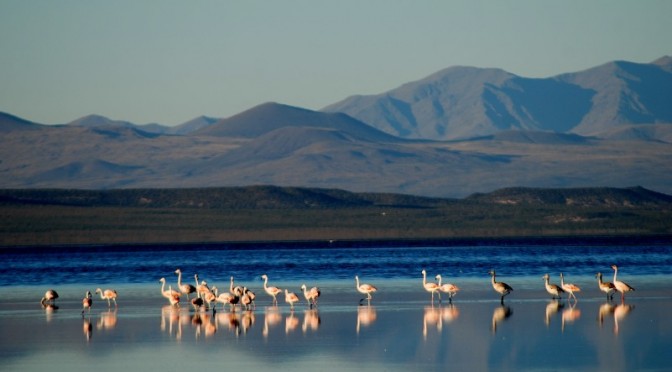 Laguna de Llancanelo