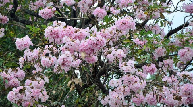 En cinco años, La Sabana se vestirá de morado, rosado y amarillo