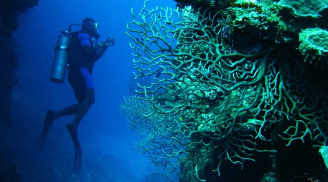 Buceo en Roatan