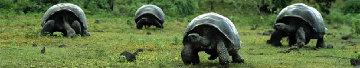 Las Islas Galápagos |  Bellezas Latinoamericanas