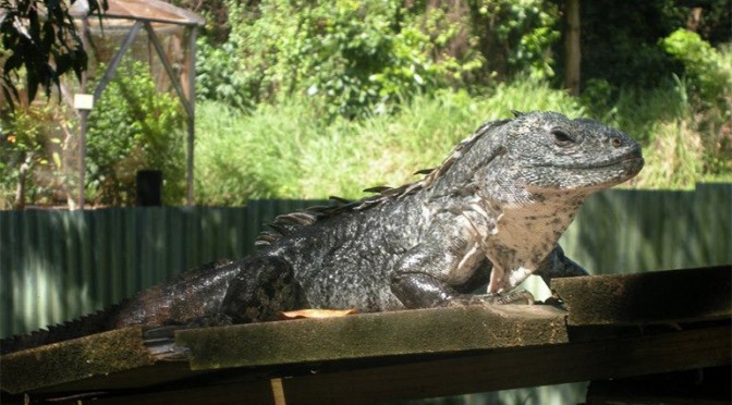 Protección de iguanas