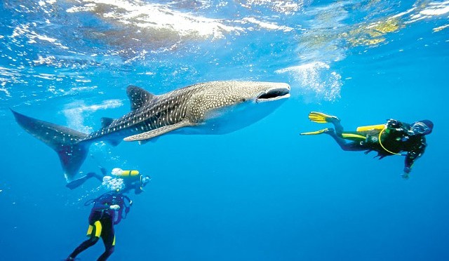 Útila debajo del agua disfruta de sus encantos naturales visita Útila