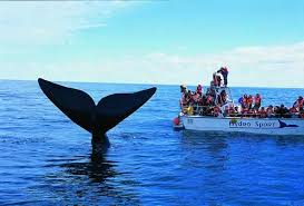 Arranca el avistamiento de ballenas jorobadas en Samaná