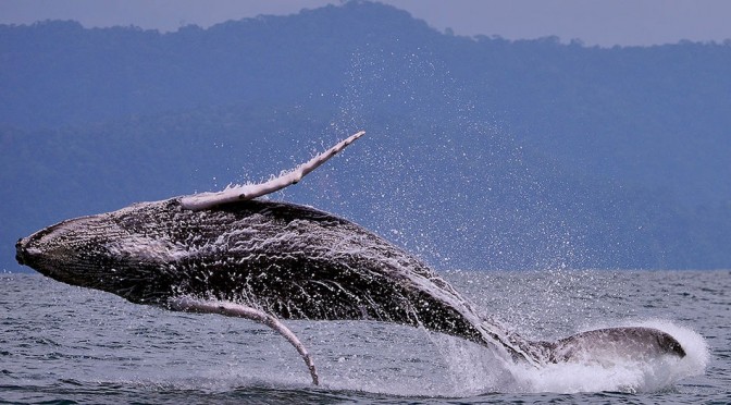 Ballenas Jorobadas