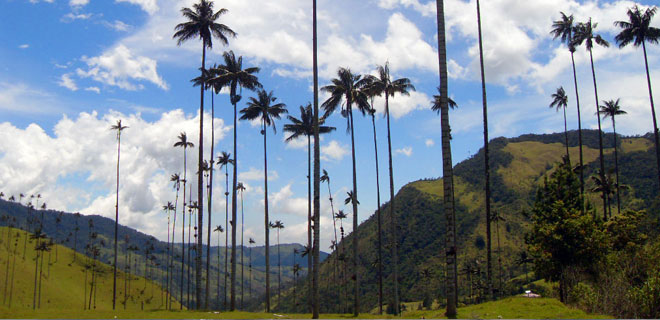 Valle del Cocora