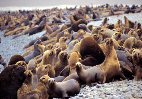 Reserva Paracas