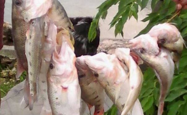 Especie de peces blancos mueren en Lago Petén Itzá tras tormenta Earl