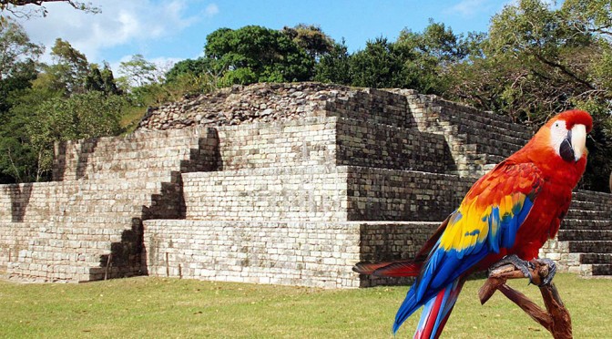 Copan Ruinas Celebra La IV Liberación de Guacamayas Rojas